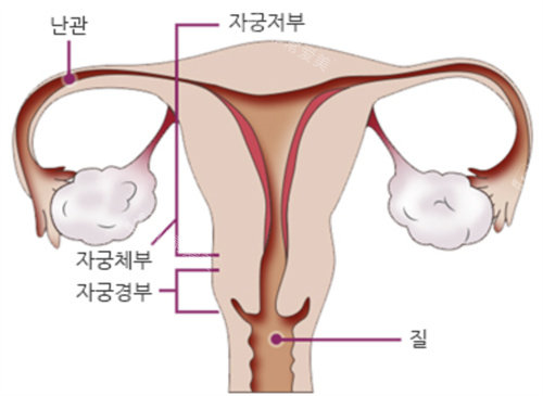 韓國如妍婦科醫(yī)院盆底肌修復(fù)圖