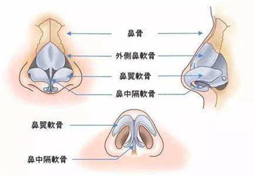 鼻部結(jié)構(gòu)示意圖