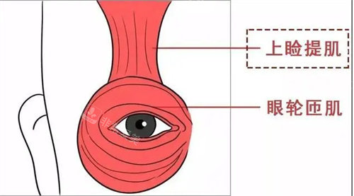 眼瞼提肌圖