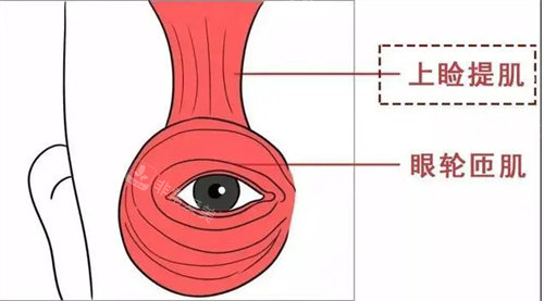 眼睑提肌图