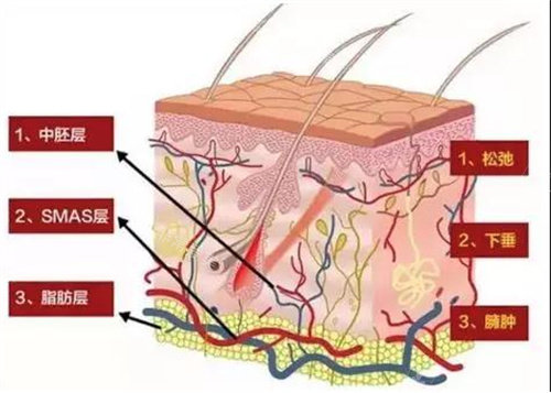 面部组织结构图 面部组织结构图