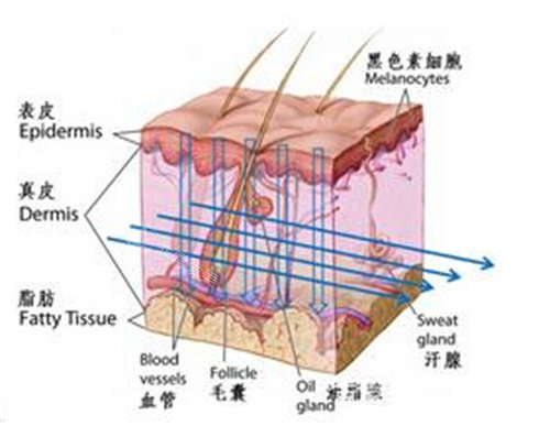 面部组织图