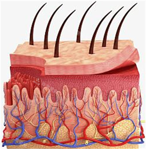皮肤组织图