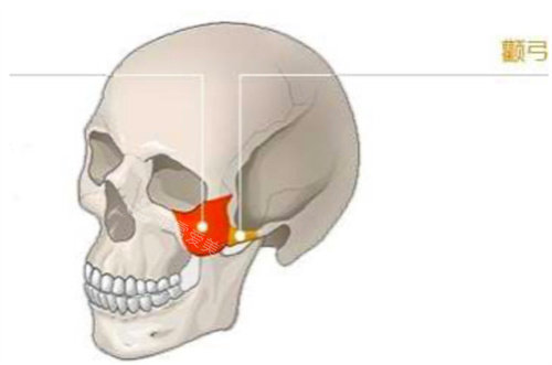 颧弓位置详解图