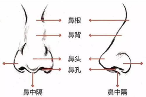 鼻部结构展示图