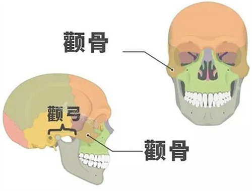 顴骨示意圖