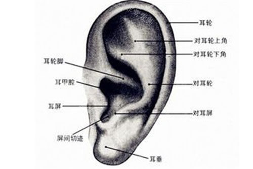 耳朵结构组成图