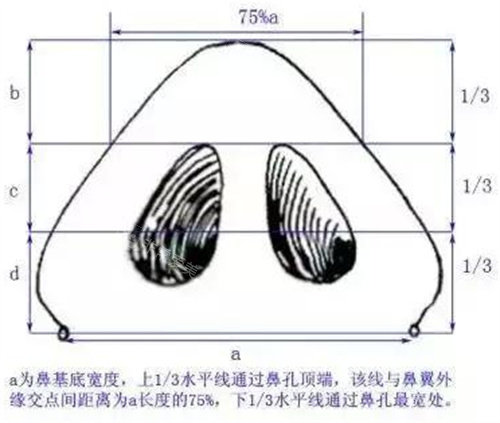 鼻基底示意图