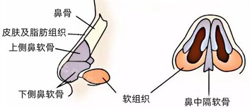 鼻子結(jié)構(gòu)圖