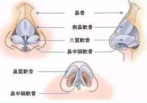 鼻子结构图