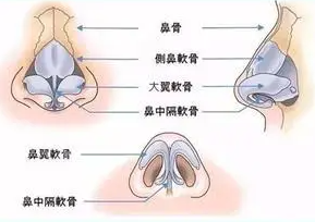 鼻子結(jié)構(gòu)圖