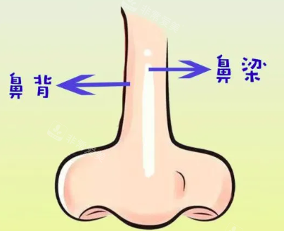 鼻子图
