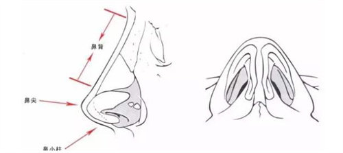 鼻部具体位置说明图