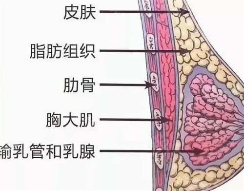 胸部结构组织展示图