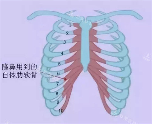 肋软骨图片