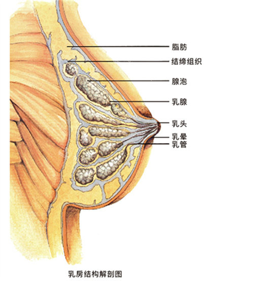 胸部结构图