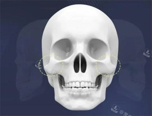 面部輪廓圖 面部輪廓圖