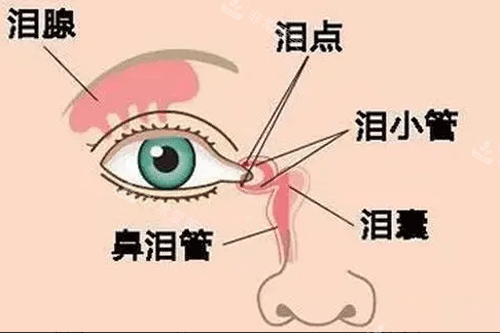 眼部结构图
