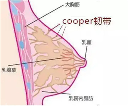 胸部下垂怎么改善？