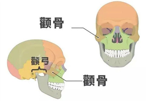 顴骨顴弓圖