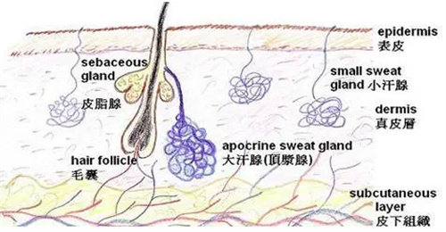 毛囊、皮脂腺圖 毛囊、皮脂腺圖