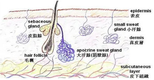 毛囊、皮脂腺图