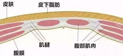 腹部内组织名称图片