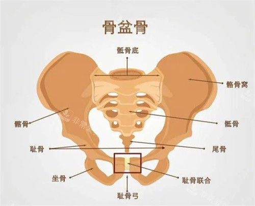 盆骨部位名称图片