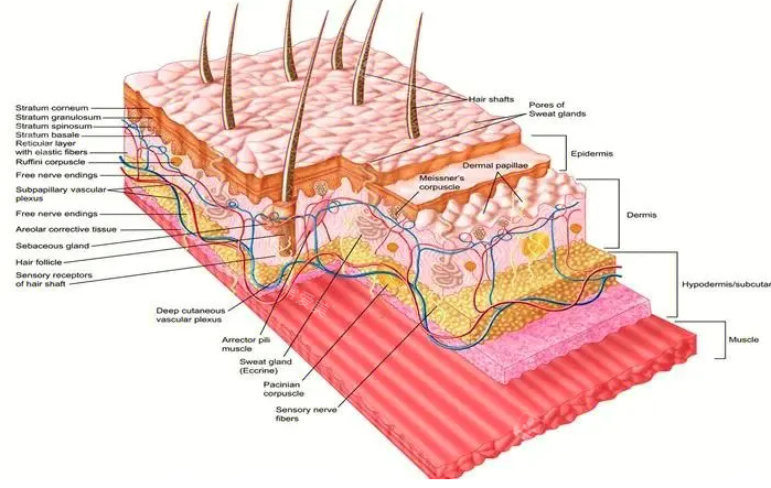 面部皮膚結(jié)構(gòu)圖