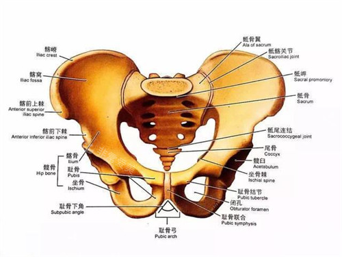 臀部部位名称图片