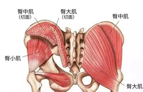 臀部各肌肉名稱圖片