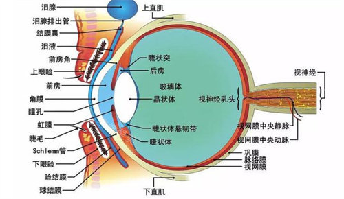 眼球结构展示图