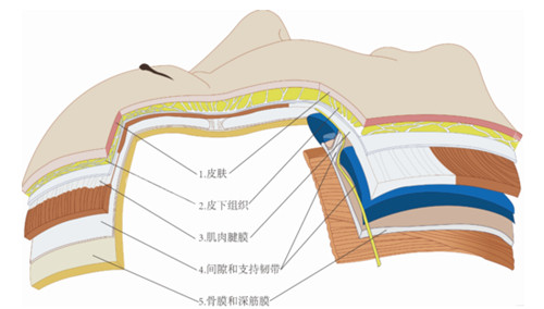 皮肤层次示意图