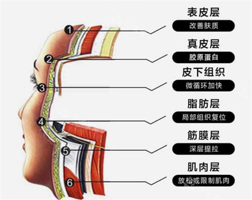 皮肤层次图示 皮肤层次图示
