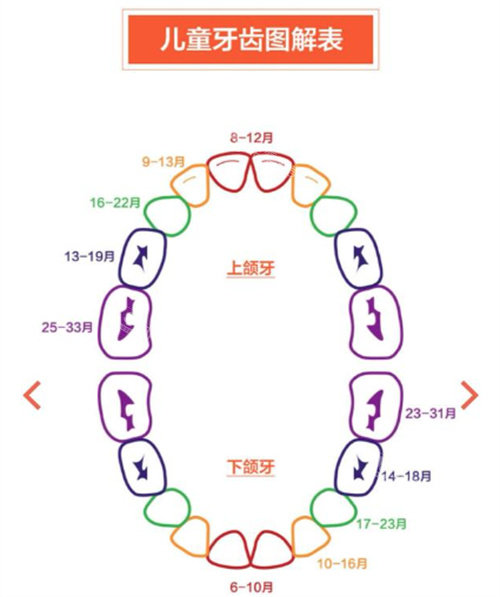 兒童牙齒圖解