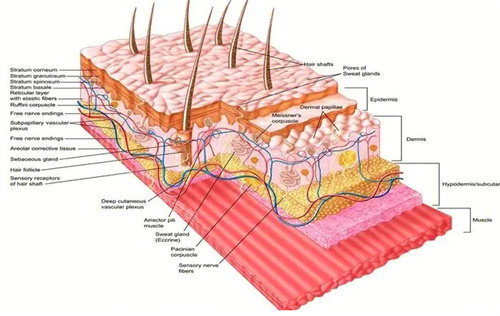 面部皮膚結(jié)構(gòu)圖