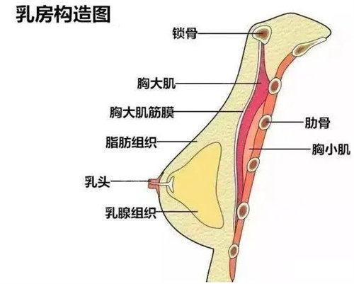 胸部構(gòu)造圖