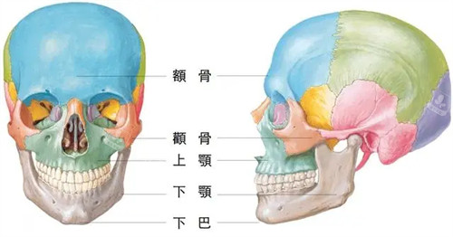 头部轮廓名称图片