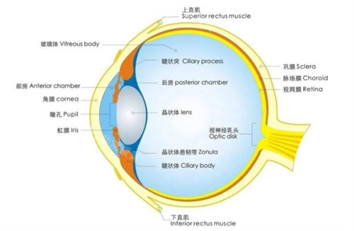 眼睛結(jié)構(gòu)展示圖