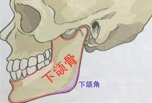 下颌骨图片