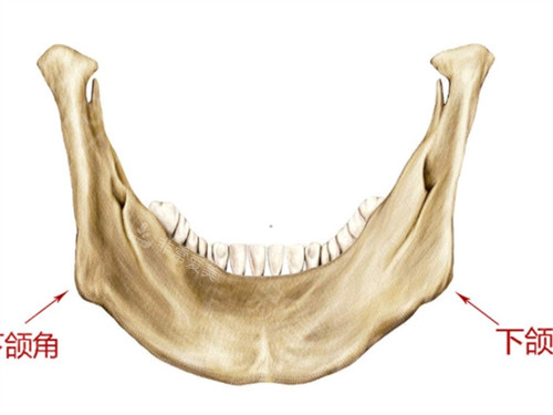下颌角位置图片