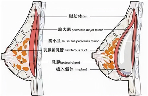 胸部组织位置图片