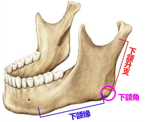 下頜角展示圖