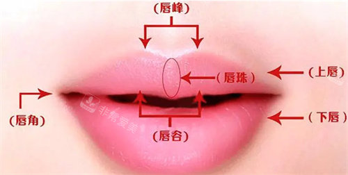 唇部结构图
