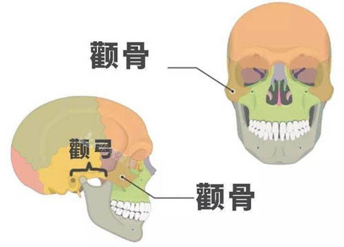 颧骨颧弓部位图