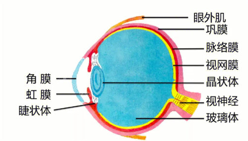眼球結(jié)構(gòu)展示圖