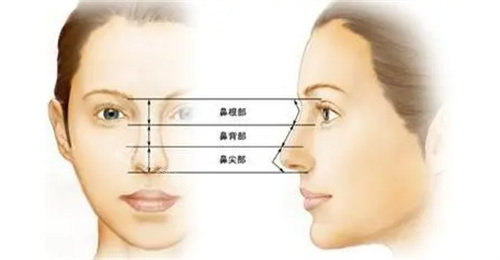 鼻部结构展示图