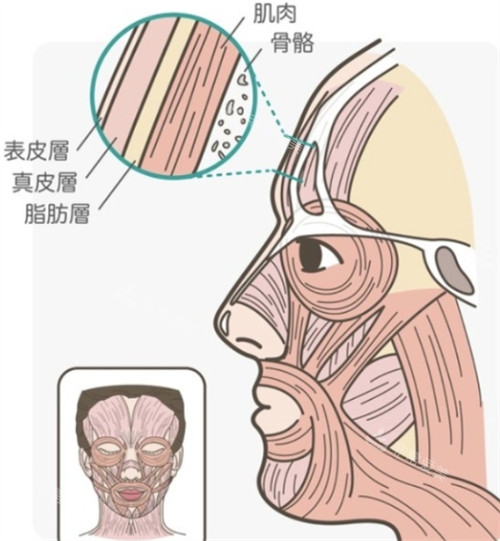 额头肌肉图片