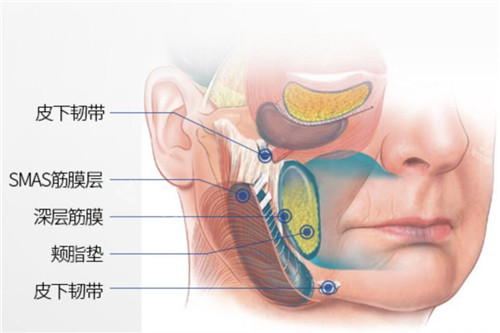 面部皮肤结构示意图