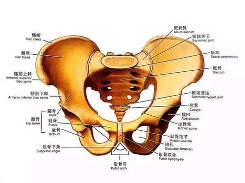 臀部结构图片